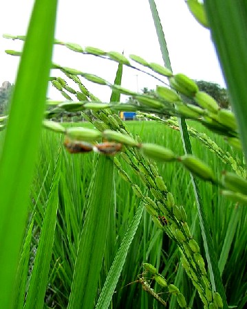 Rice Plants